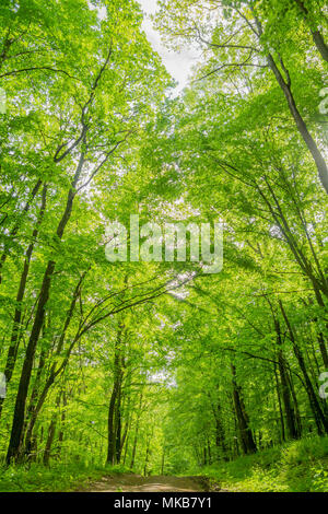 Vert feuilles arbres low angle view Banque D'Images