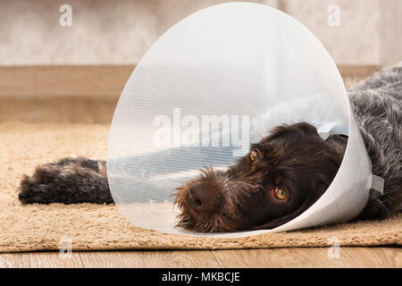 Chien en plastique avec collier élisabéthain (Buster) se trouvant sur le plancher Banque D'Images