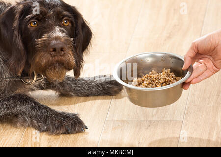 Propriétaire de la main tenant un bol avec de la nourriture pour chien Banque D'Images