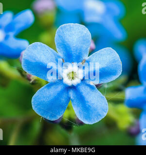 Bleu tendre Brunnera Myosotis Myosotis Boraginaceae Macro Fleurs Banque D'Images