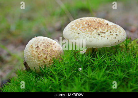 L'amanita citrina, faux deathcap, champignons sur le terrain Banque D'Images