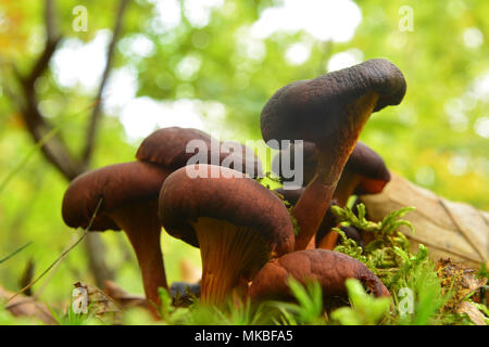 Omphalotus olearius champignons dans la forêt, peut être mortel Banque D'Images