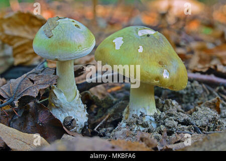 Amanita phalloides toxiques mortels, champignons deathcap Banque D'Images