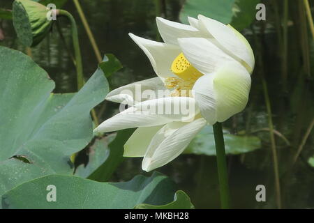 Des fleurs de lotus au Sir Seewoosagur Ramgoolam Botanical Garden District de pamplemousses, Ile Maurice. Banque D'Images