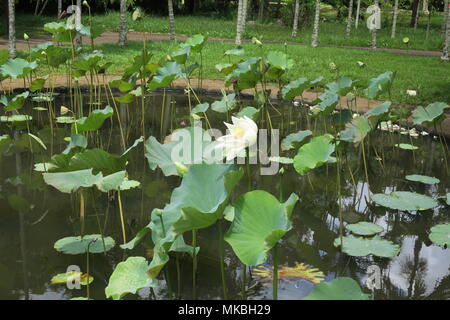 Des fleurs de lotus au Sir Seewoosagur Ramgoolam Botanical Garden District de pamplemousses, Ile Maurice. Banque D'Images