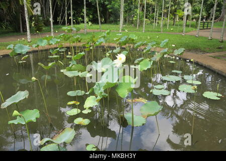 Des fleurs de lotus au Sir Seewoosagur Ramgoolam Botanical Garden District de pamplemousses, Ile Maurice. Banque D'Images
