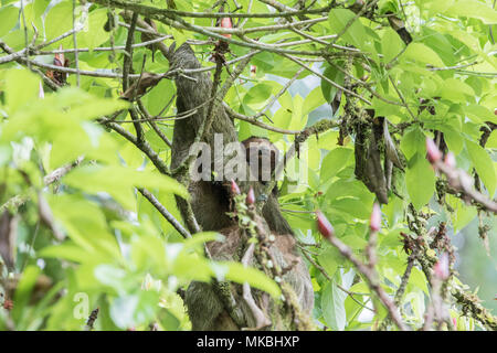 Brown-throated sloth ou paresseux tridactyle Bradypus variegatus femelle adultes reposant sur branche d'arbre en Costa Rica Banque D'Images