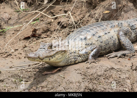 Ours à lunettes caiman Caiman crocodilus hot reposant sur la boue sur rivière, Costa Rica Banque D'Images