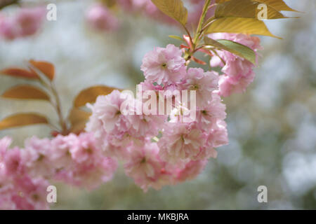 Prunus serrulata 'Kanzan' Banque D'Images