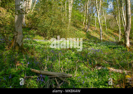 Jacinthes et l'ail des bois au printemps en anglais Banque D'Images