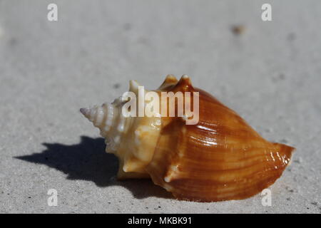 Vue latérale d'une conque lutte contre la Floride, Strombus alatus, trouvé sur une plage, Naples Floride Banque D'Images