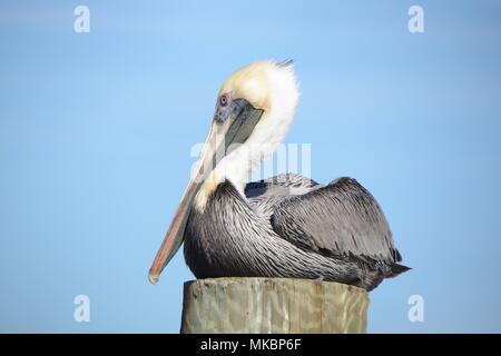 Floride Pélican brun Banque D'Images