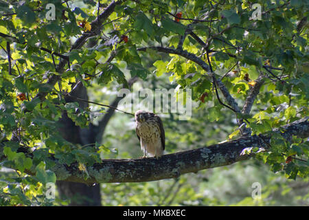 Un beau rouge queue rousse, un oiseau de proie, est perché sur une branche tulipier en été Banque D'Images