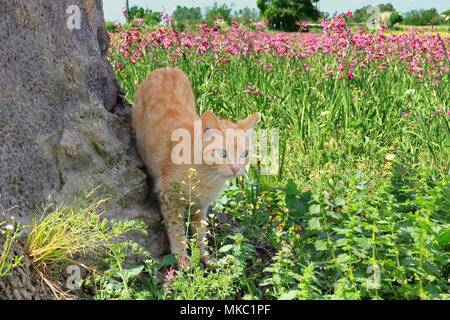 Chat domestique, gingembre, se tenant à un arbre dans une prairie Banque D'Images