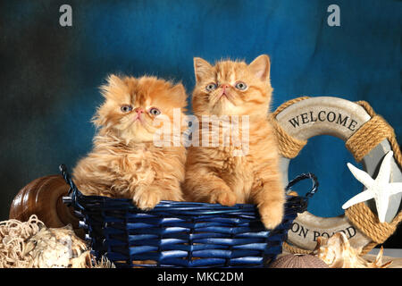 Deux chatons, persan et Exotic shorthair, 7 semaines, gingembre, assis dans un panier bleu Banque D'Images