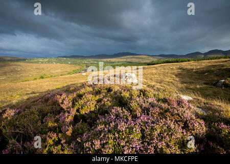 Heather en fleurs sur les collines de Donegal Irlande Banque D'Images