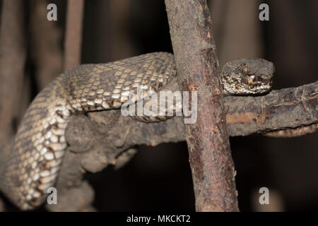 Pit Viper Mangrove (Trimeresurus purpureomaculatus) sur une branche dans la mangrove de Krabi en Thaïlande. Banque D'Images