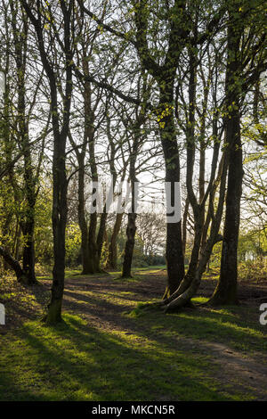 Un sentier passe à travers les arbres dans les bois de Combe Hill près de Wendover dans le Buckinghamshire, en Angleterre, Chiltern Hills. Banque D'Images