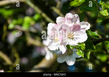 Apple Blossom blanc sur les branches d'un pommier Bramley, Malus domestica Banque D'Images