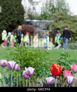 Tulipes rouges et lilas contre groupe d'enfants avec les enseignants dans le jardin botanique Banque D'Images