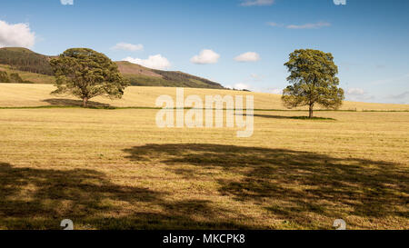 Le soleil brille sur les arbres dans les terres agricoles près de Gargrave dans Yorkshire du Nord, avec Flasby tomba colline au loin. Banque D'Images