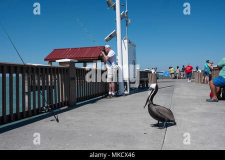 Pelican sur la jetée à Clearwater, en Floride, en attente d'un peu de poisson pour être jetés par les pêcheurs locaux Banque D'Images