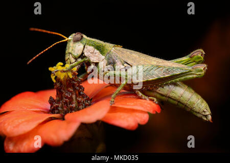 Grasshopper Banque D'Images