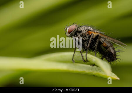 Mouche domestique Banque D'Images