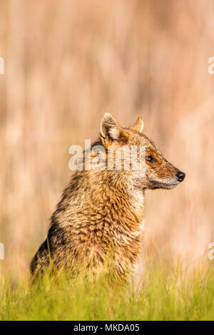 Le Chacal (Canis aureus'moreoticus), delta du Danube, Roumanie