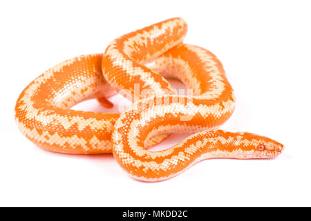 Baja Boa à trois bandes Lichanura trivirgata (myriolepis), Limbourg albino sur fond blanc Banque D'Images