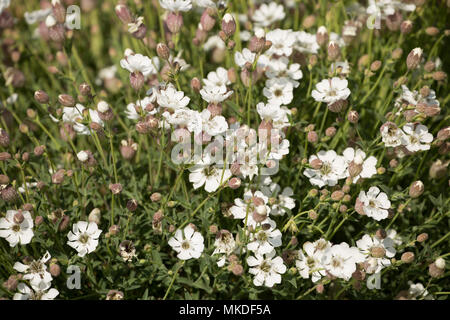 La floraison, campion Silene uniflora, en mai croissant sur les plage de Chesil près de West Bexington Dorset England UK. Campion mer favorise les régions côtières arou Banque D'Images