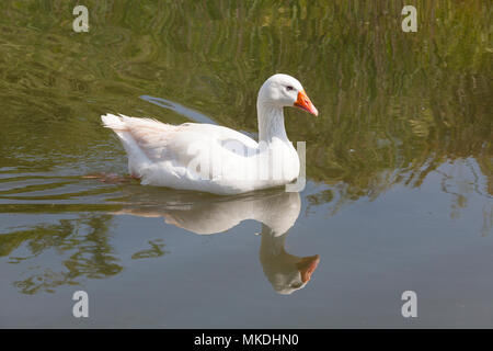 L'oie blanche, Anser anser domesticus, d'Embden goose goose, Emden, piscine d'eau salée dans un canal avec la réflexion Banque D'Images