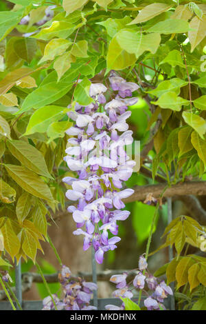 Arbre à feuilles caduques floraison peut former violet purple flower avec gorge jaune de Wisteria floribunda issai (domino) avec l'abondance de ses feuilles vertes. Japane Banque D'Images