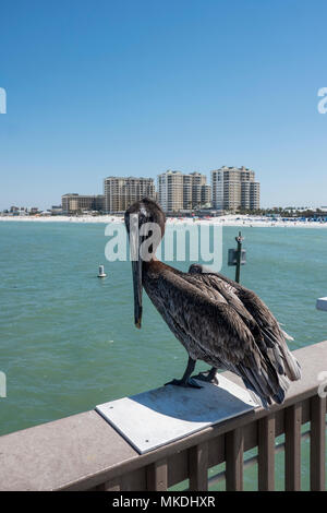 Pelican sur la jetée avec les gens. Banque D'Images