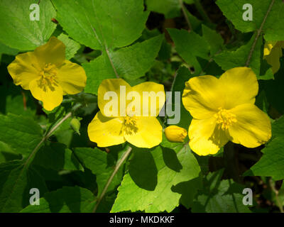 La fin du printemps fleurs jaunes de la plante vivace plante jardin boisé, les Chinois, celandine poppy Stylophorum lasiocarpum Banque D'Images