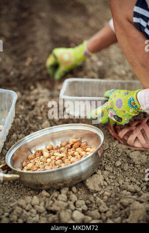 Farmer woman oignons ciboulette dans son jardin Banque D'Images