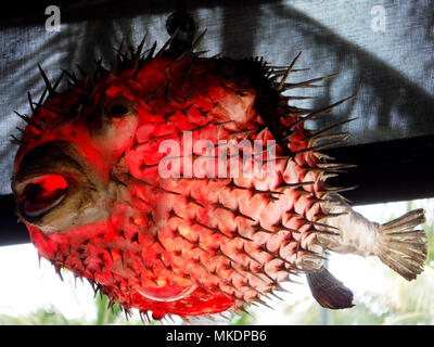 Le poisson-globe, abat-jour de poisson. Banque D'Images