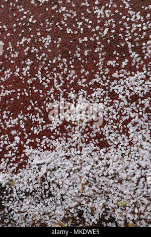 Un trottoir rouge couvert de pétales de cerisiers en fleurs rose clair en Corée du Sud, à l'apogée de la saison des cerisiers en fleur ; ils sont si épais qu'il ressemble à la neige. Banque D'Images