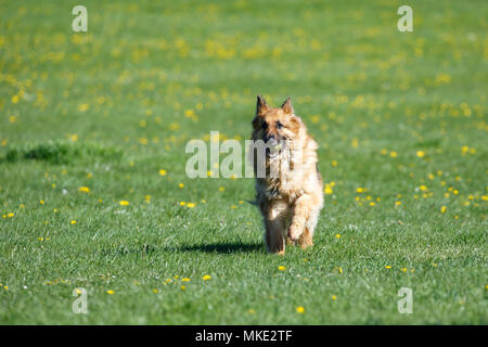 Un chien dans le parc alsacienne Banque D'Images