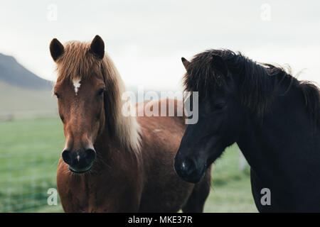 Couple de chevaux Islandais Banque D'Images