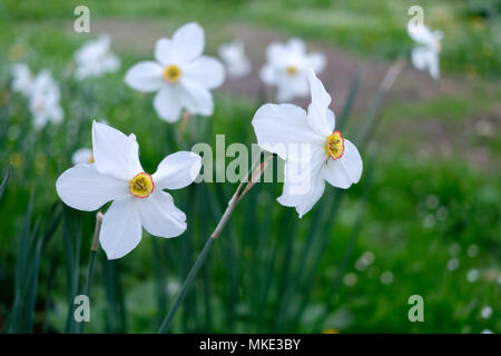 Gros plan fleurs Narcisse Banque D'Images