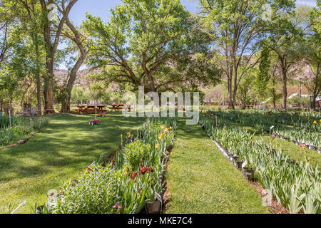 Les iris en pot en vente à Hondo Iris ferme et Jardin Botanique à Hondo, Lincoln County, Nouveau Mexique, USA. Banque D'Images