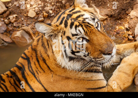 Gros plan de la tête d'un jeune tigre du Bengale (Panthera tigris), le parc national de Ranthambore, Rajasthan, Inde du nord Banque D'Images