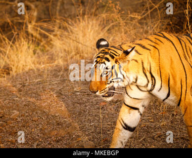 Vue rapprochée de la tête d'une femelle tigre du Bengale (Panthera tigris) Balade dans le parc national de Ranthambore, Rajasthan, Inde du nord Banque D'Images