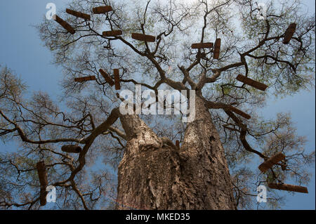 Grands arbres avec des couronnes de branches sans feuilles contre le ciel bleu, sur de nombreuses branches de l'urticaire, de l'Afrique du Sud. Banque D'Images