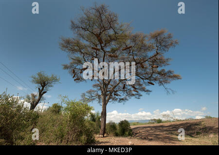 La savane africaine, un seul arbre avec une grande couronne et sur les branches pendent les vérins à simple coque pour la chasse de l'abeille, de l'Éthiopie. Banque D'Images