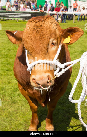 Un Champion South Devon bull sur l'affichage à un comté traditionnel show Banque D'Images