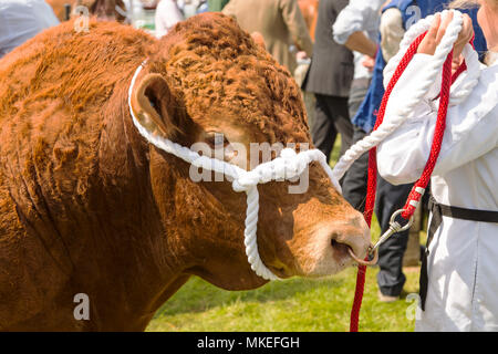 Un Champion South Devon bull sur l'affichage à un comté traditionnel show Banque D'Images