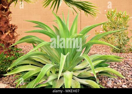 Certaines des nombreuses plantes trouvés dans le désert de l'Arizona. Nous avons été à Queen Creek, au sud-est de Phoenix. Prise à 1:00 PM. Banque D'Images