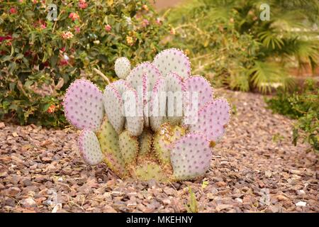 Certaines des nombreuses plantes trouvés dans le désert de l'Arizona. Nous avons été à Queen Creek, au sud-est de Phoenix. Prise à 1:00 PM. Banque D'Images